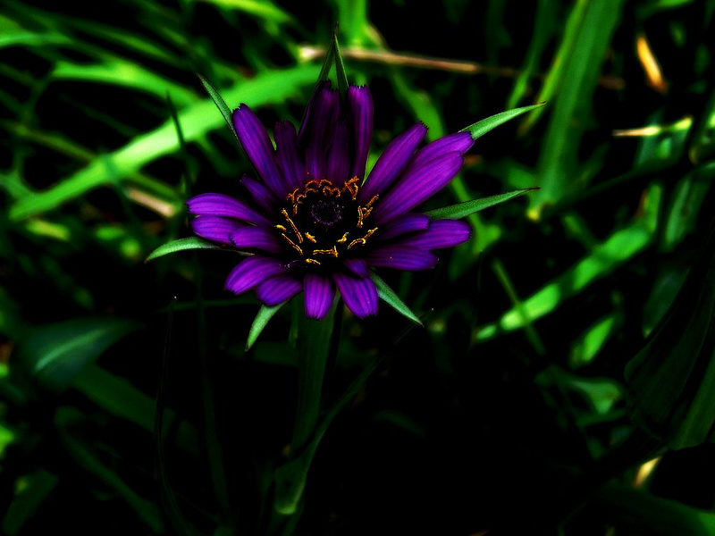 day22 purple flower